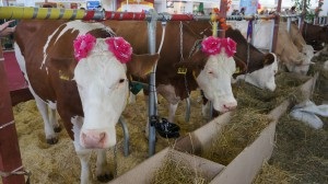 Pentru fermele de animale (organe de reproducere) Pentru fermele de animale