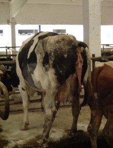 Pentru fermele de creștere a animalelor (stărilor patologice ale sistemului de identificare) Pentru fermele de animale