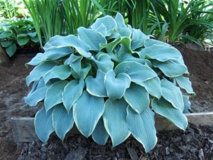 plantare gazdă și îngrijire în câmp deschis (îngrijire) Gazdă de plantare și îngrijire în câmp deschis