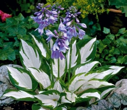 Gazdă de plantare și îngrijire în câmp deschis (gazdă) Gazdă de plantare și îngrijire în câmp deschis