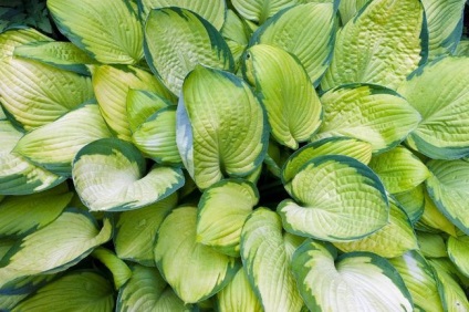 Gazdă de plantare și îngrijire în câmp deschis (gazdă) Gazdă de plantare și îngrijire în câmp deschis