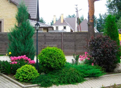 mixborder rășinoase fotografie, locația dispozitivului (mixbordere pin in design peisagistic) Rășinoase mixborder foto, dispozitiv, locație