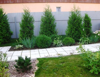 fotografie mixborder rășinoase, localizarea dispozitivului (alegerea plante conifere mixborder) Rășinoase mixborder foto, dispozitiv, locație
