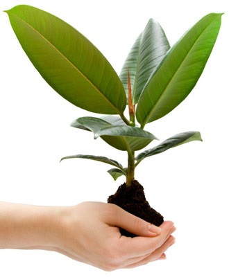 Poison Ficus încă popular (Ficus) Poison ficus încă populare