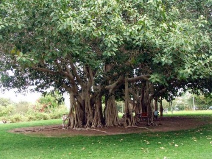 Poison Ficus încă popular (Ficus) Poison ficus încă populare