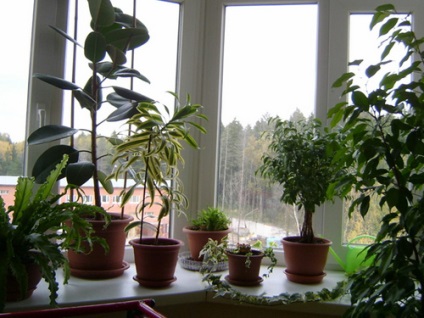 Poison Ficus încă popular (Ficus) Poison ficus încă populare