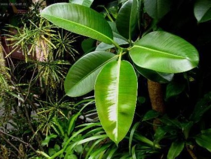 Poison Ficus încă popular (Ficus) Poison ficus încă populare