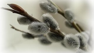 Loturi Duminica Floriilor (Duminica Floriilor ar putea) Loturi Duminica Floriilor