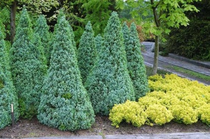 peren perene din ceea ce este mai bine să facă niște tufe de creștere și Hedge