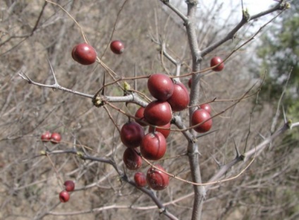 Jujube, jujube sau cultivarea jujube chineză de plante exotice în zona noastră (jujube) Jujube, jujube sau cultivarea jujube chineză de plante exotice în zona noastră