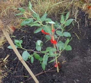 Jujube, jujube sau cultivarea jujube chineză de plante exotice în zona noastră (jujube) Jujube, jujube sau cultivarea jujube chineză de plante exotice în zona noastră