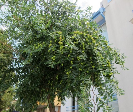 Jujube, jujube sau cultivarea jujube chineză de plante exotice în zona noastră (jujube chineză jujube jujube) Jujube, jujube sau cultivarea jujube chineză de plante exotice în zona noastră