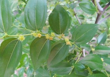 Jujube, jujube sau cultivarea jujube chineză de plante exotice în zona noastră (chinezesc) Jujube, jujube sau cultivarea jujube chineză de plante exotice în zona noastră