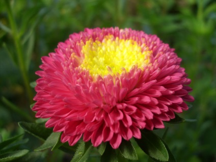 -astra floare de stele (Aster) Steaua -astra floare