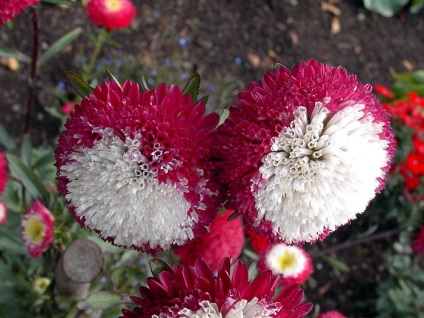 -astra floare de stele (Aster) Steaua -astra floare