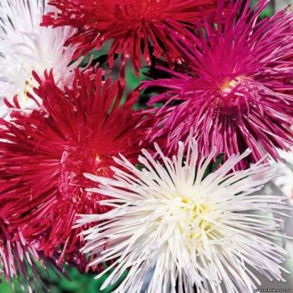 -astra floare de stele (Aster) Steaua -astra floare