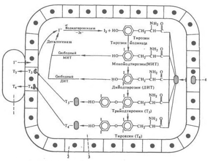 biosinteza de hormoni