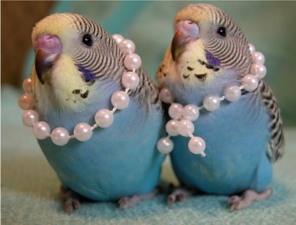 Cele budgerigars furajere cu excepția furajelor (furaje) Ce să se hrănească budgies cu excepția furajelor