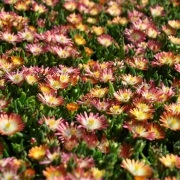 delosperma delosperma