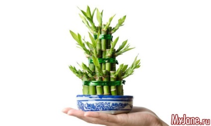 Dracaena pentru fericire - Dracaena, bambus, plante, Feng Shui, Feng Shui