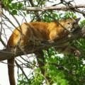 Cum știu meu animal totem după numele și data nașterii (lor) Cum știu meu animal totem după numele și data nașterii