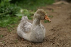 Cum de a cultiva și ce să facă cu bobocei hașurate