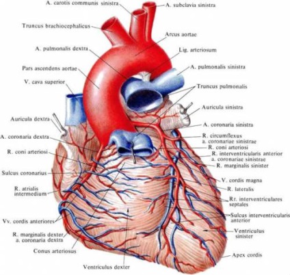Coarcta a aortei la copii și adulți tratați funcționare și diagnosticare
