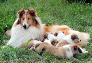 Collie cu păr lung rase descriere - câinele meu (un apartament oraș, țară) Collie cu păr lung rase descriere - câinele meu