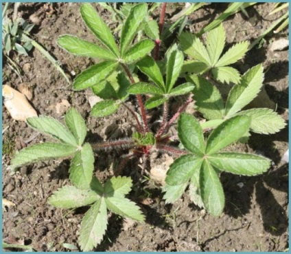 plantare nepaleze bloodroot în teren deschis, cultivarea și întreținerea