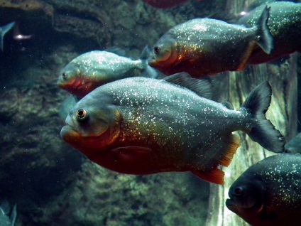 Do piranha periculoase pentru oameni de evgenysmit, Golos