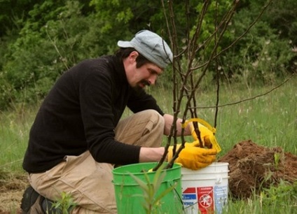 Pomi și arbuști arbuști de la plantare la recoltare și de tăiere