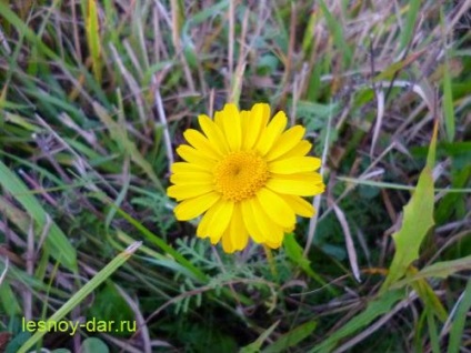 Cota tinctoria, sau margarete galben, cămară pădure