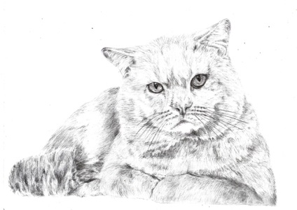 Рисунки с молив на котки и кучета, снимки на кучета и котки
