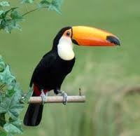 Toucan Familie (ramphastidae), descrierea, distribuirea, reproducerea, nutriție - păsări rasa (Toucan de familie (ramphastidae)) Toucan Familie (ramphastidae), descrierea, distribuirea, reproducerea, nutriție - păsări rasa