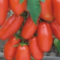 Tomate agat (descriere, agricole, fotografii reale)