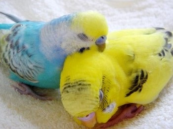 Budgerigar a pus un ou fără sex masculin cum acest lucru poate fi