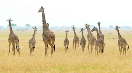 Girafa Animal - cel mai inalt animal (adesea văzut) Girafa Animal - cel mai inalt animal