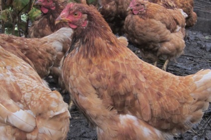 Ce și cum să se hrănească găinile ouătoare la domiciliu