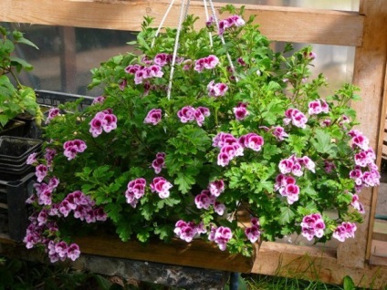 Geranium sau Pelargonium descriere parfumat de soiuri, proprietăți medicinale