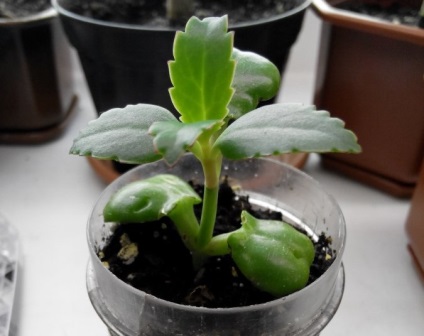 Kalanchoe reproducere ornamentale și de îngrijire case