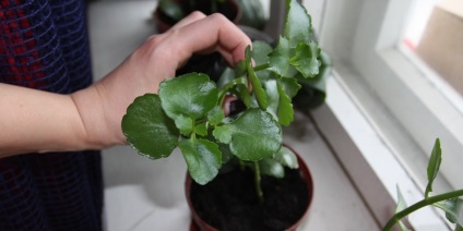 Kalanchoe reproducere ornamentale și de îngrijire case