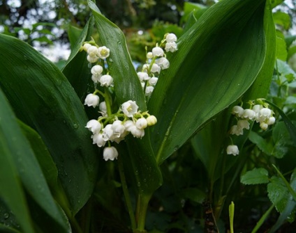 Lily din vale de îngrijire, cultivare, udarea, plantarea la domiciliu