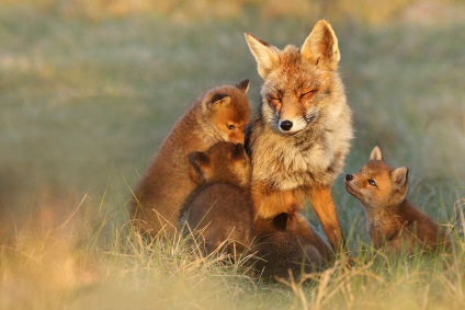 Carnivorele (are aproximativ specii) carnivore
