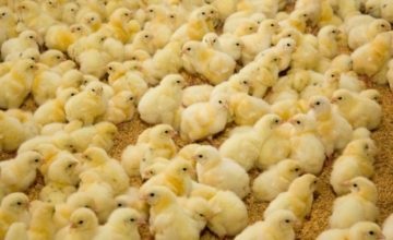 De ce să alegeți intretinerea pardoselilor găinilor ouătoare la domiciliu