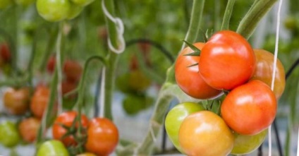 Tomate nu fard de obraz într-o seră, ce să facă, grădinar