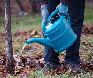 Plantarea flori de plante, arbori și arbuști artgreen