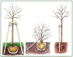 Plantarea flori de plante, arbori și arbuști artgreen