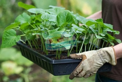 Răsaduri de vinete în îngrijire la domiciliu și cultivarea