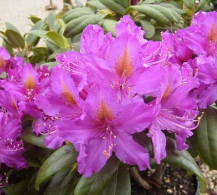 Rhododendron plantare de grădină și de îngrijire, fotografie soiuri rezistente la îngheț și hibrizi