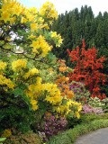 Rhododendron plantare de grădină și de îngrijire, fotografie soiuri rezistente la îngheț și hibrizi